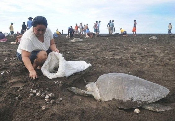 Coleta legal de ovos de tartaruga marinha na Costa Rica
