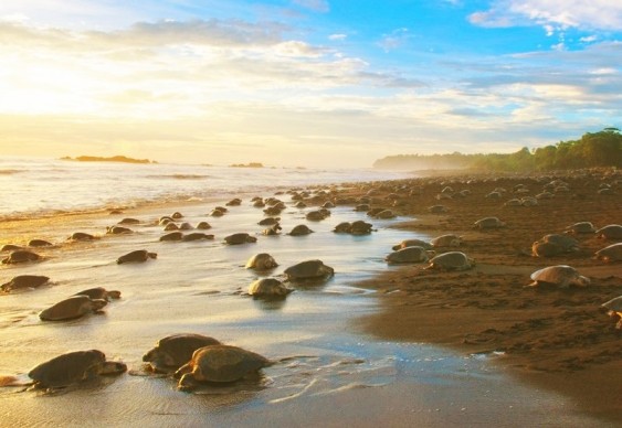 Desova de tartarugas marinhas em praia da Costa Rica