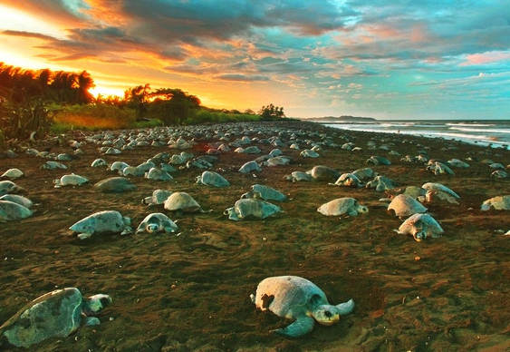 Arribada - desova das tartarugas na Costa Rica