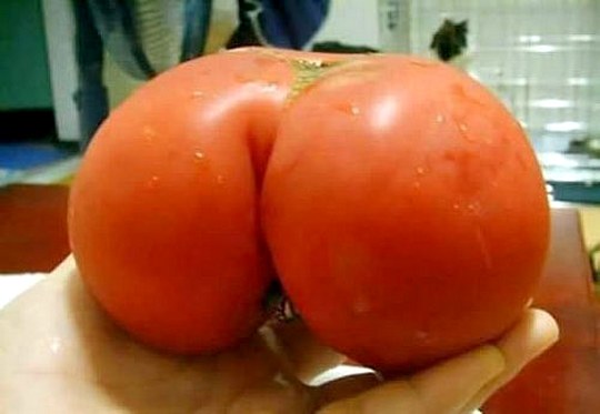 Visão de Ótica - Bumbum tomate