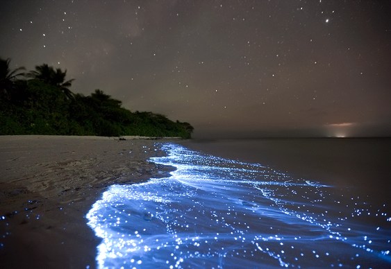 Bioluminescencia-na-praia.jpg